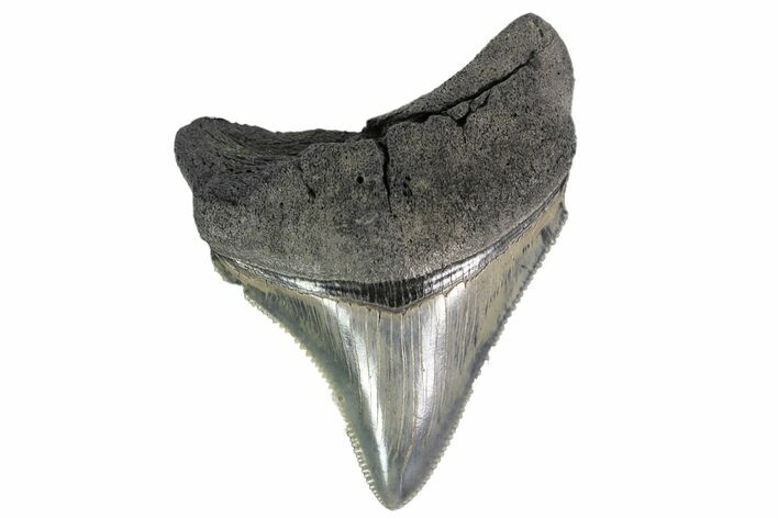 Serrated, Chubutensis Tooth - Megalodon Ancestor #154184